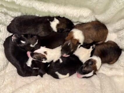 Pups