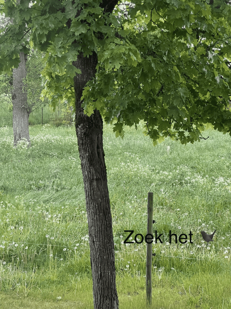 Zoek Het Vogeltje