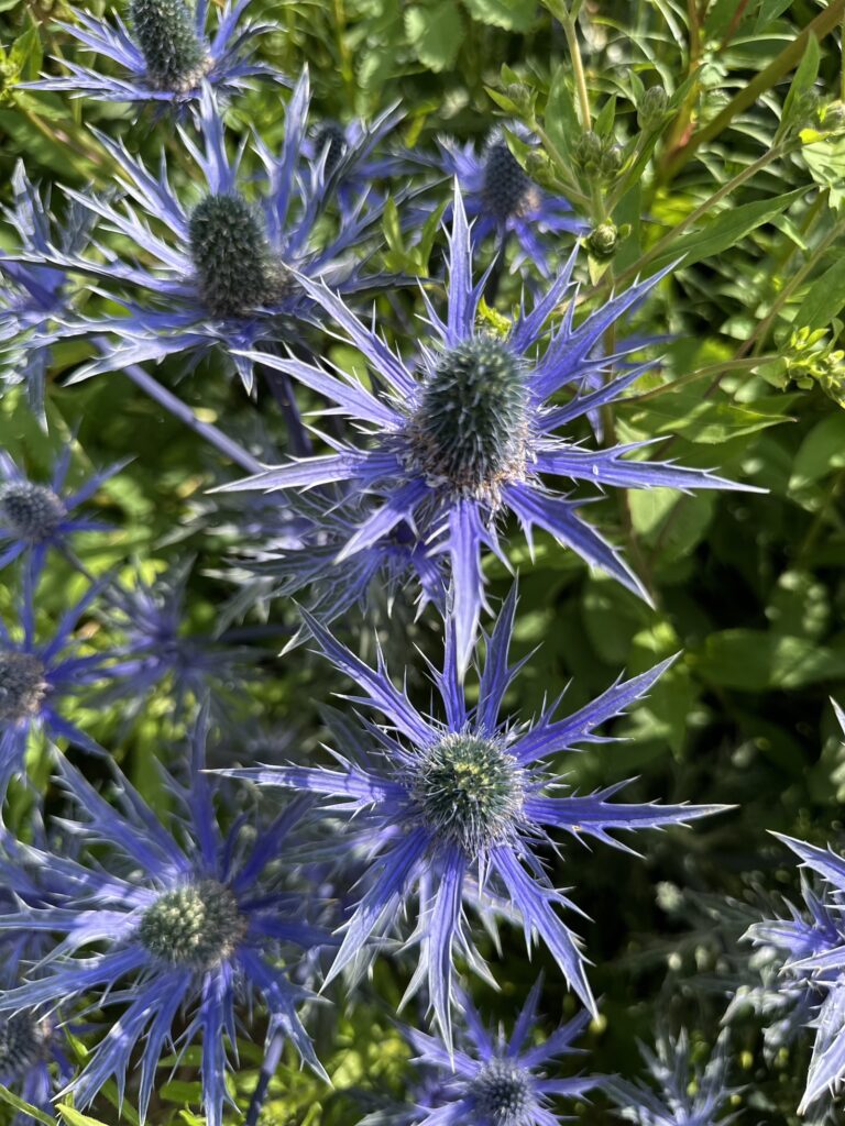Img 7058 2
