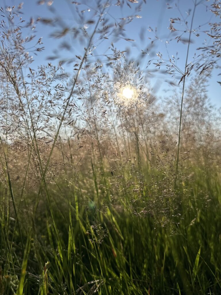 Img 7069 2