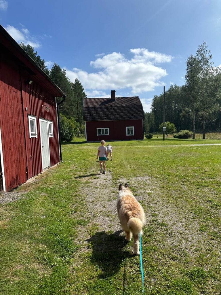 Img 7587