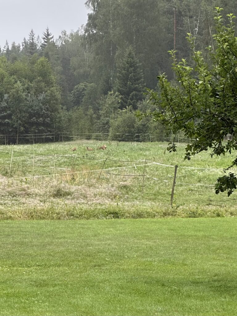 Img 7594