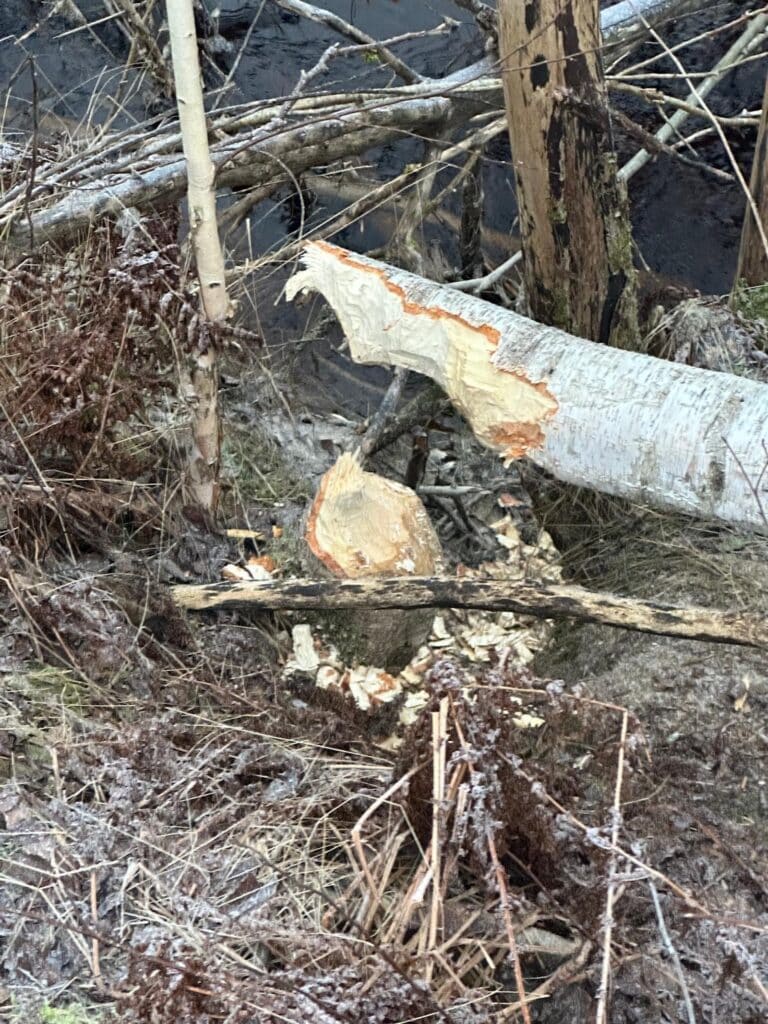 5cc11444 307d 4304 9cd9 B3adf43a111f 2