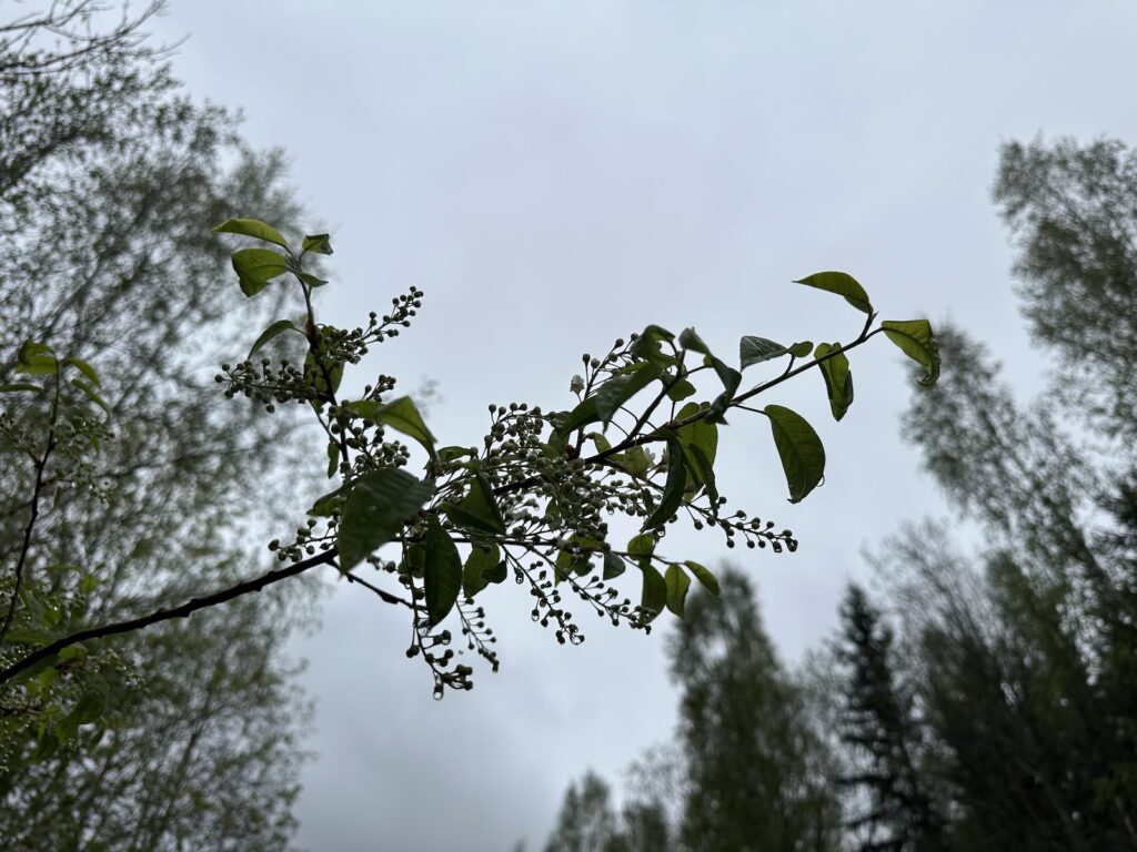 Img 4668