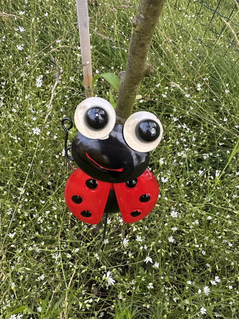 Img 6895 2