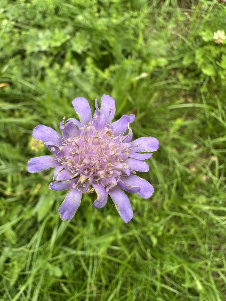 Img 7078