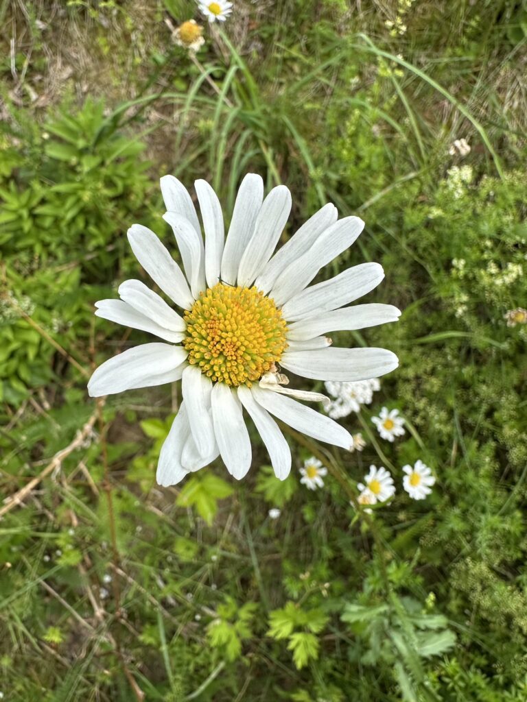 Img 7079