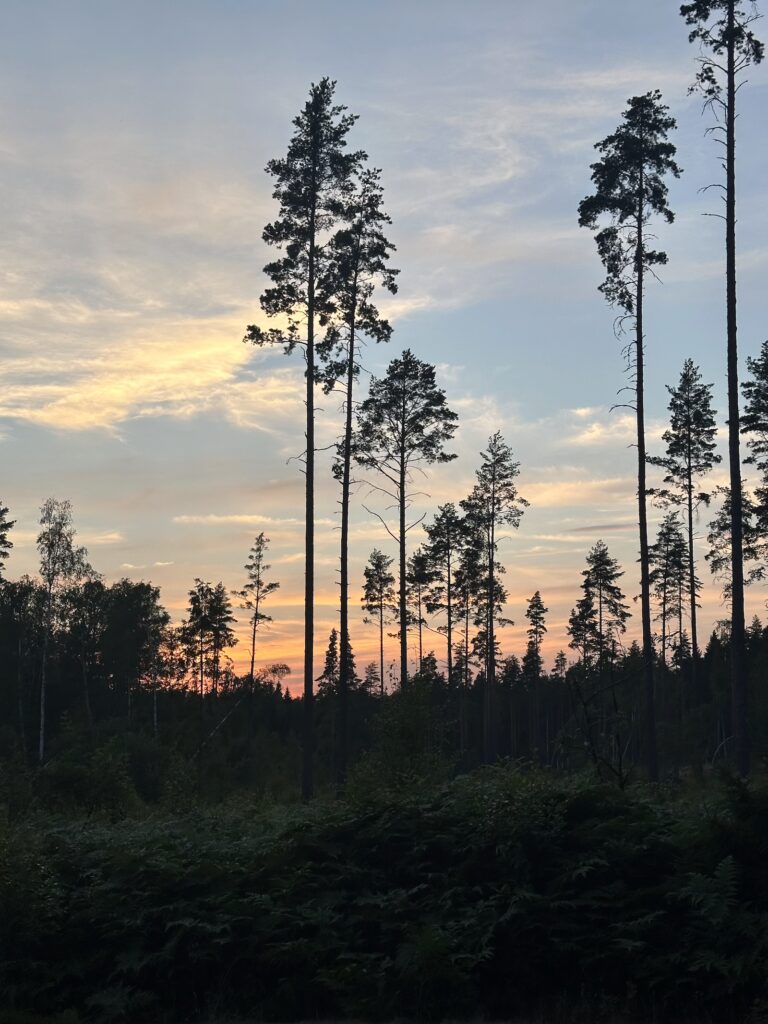 Img 7288