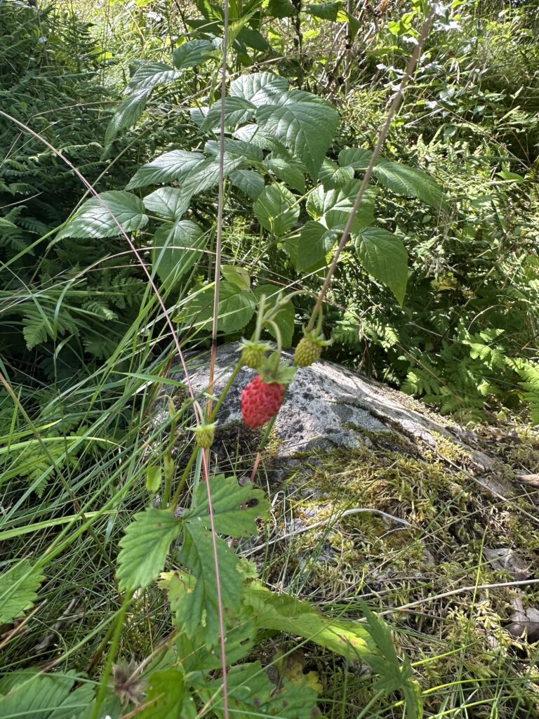 Img 7463