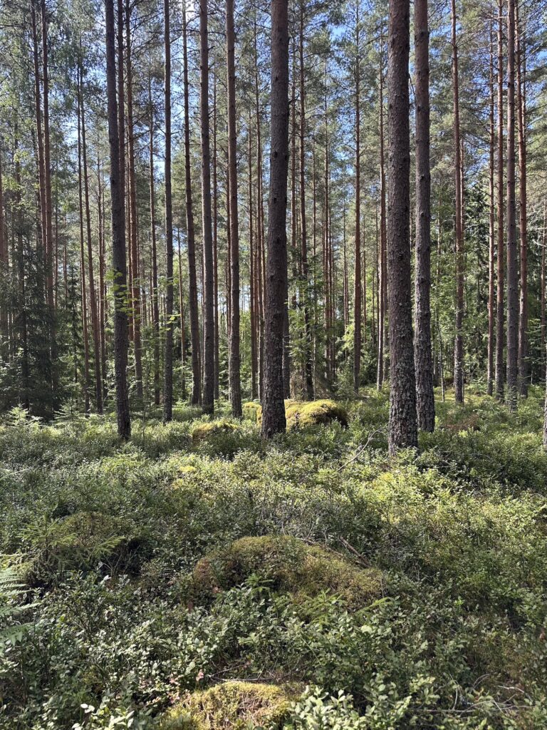 Img 7575