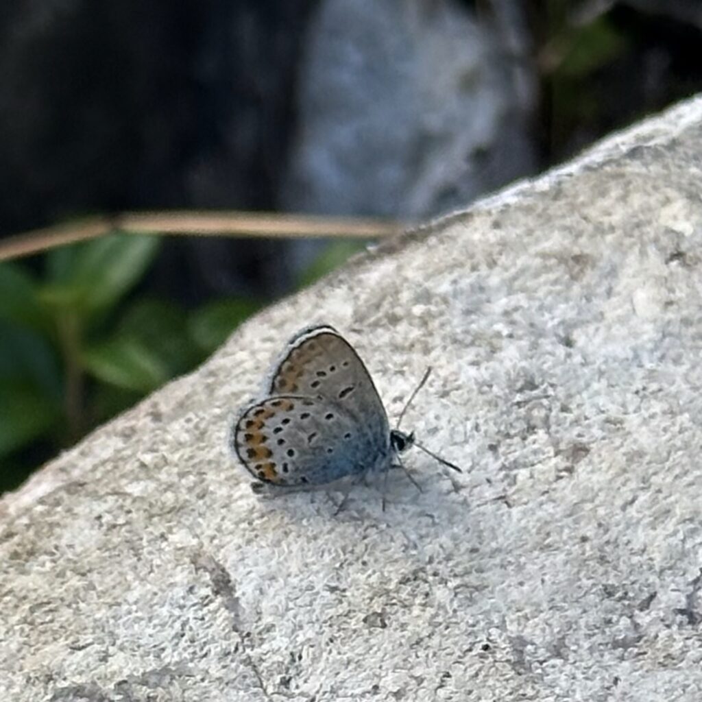 Img 7779