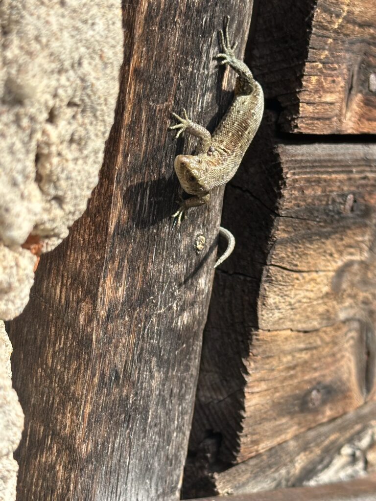 Img 1919 2