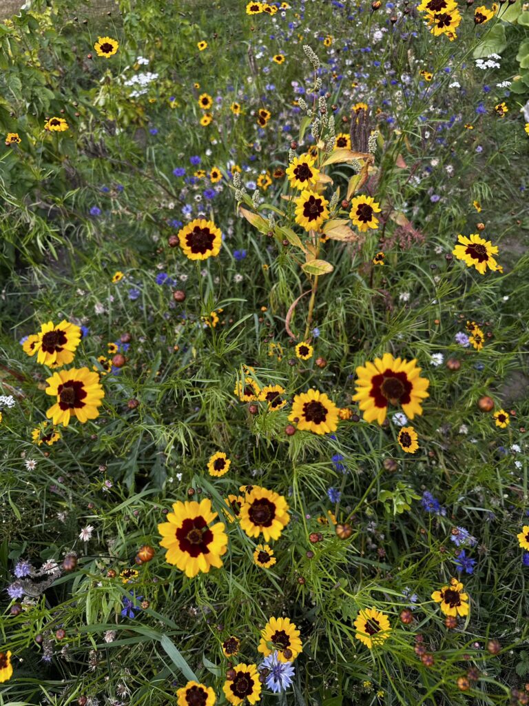 Img 8625 2