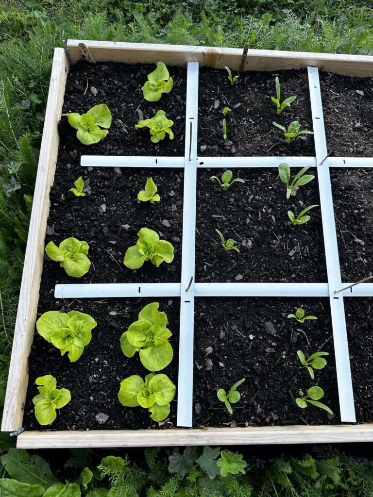 Img 8867