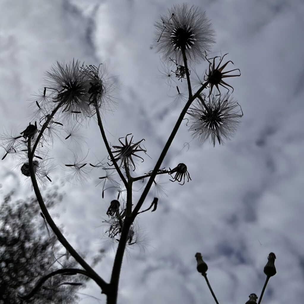 Img 9136 3